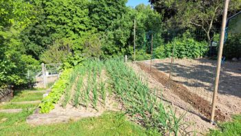 Déjà quelques décennies au , un potager bien implanté à Pont-Audemer, en extérieur